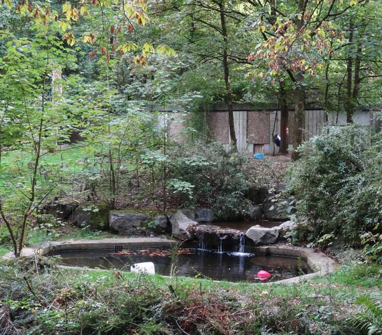 Beschäftigungsmaterial für Braunbären am 26. September 2016 im Zoologischen Garten Wuppertal