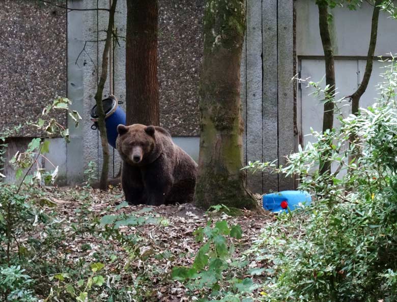 Braunbärin Siddy am 26. September 2016 im Zoologischen Garten Wuppertal