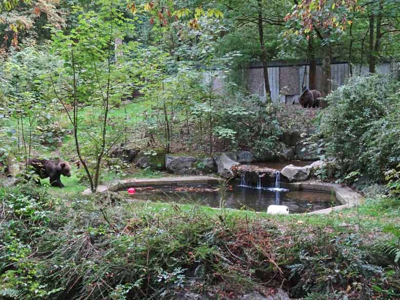 Braunbärin Brenda und Braunbärin Siddy am 26. September 2016 im Zoo Wuppertal