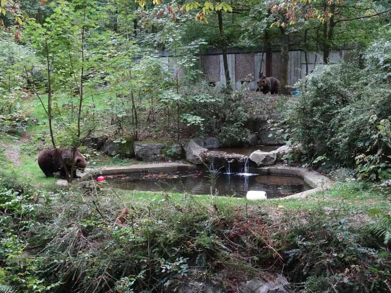 Braunbärin Brenda und Braunbärin Siddy am 26. September 2016 im Zoologischen Garten Wuppertal