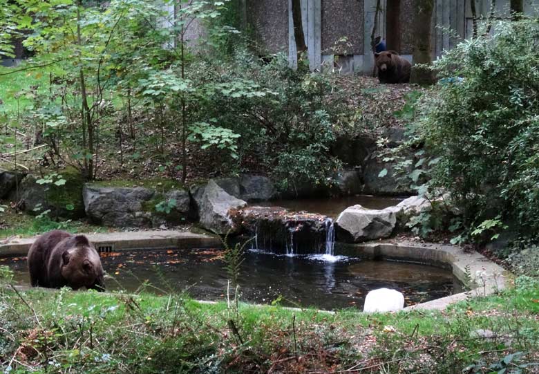 Braunbärin Brenda und Braunbärin Siddy am 26. September 2016 im Grünen Zoo Wuppertal