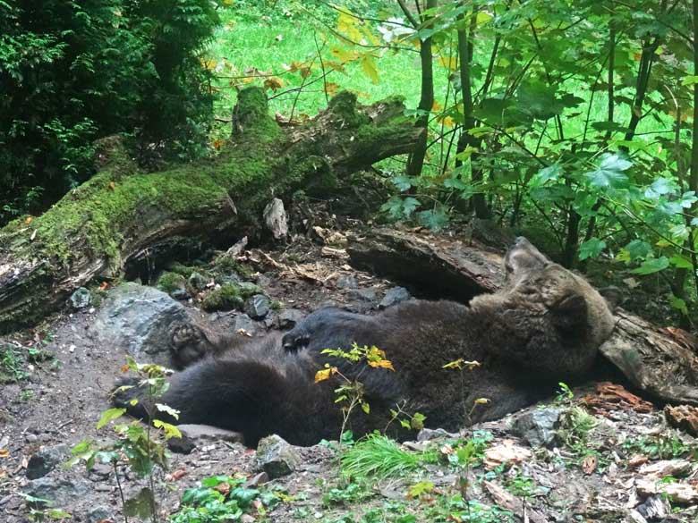 Braunbärin Brenda am 1. Oktober 2016 im Grünen Zoo Wuppertal