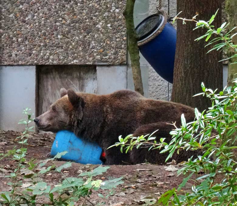 Braunbärin Siddy am 1. Oktober 2016 im Wuppertaler Zoo