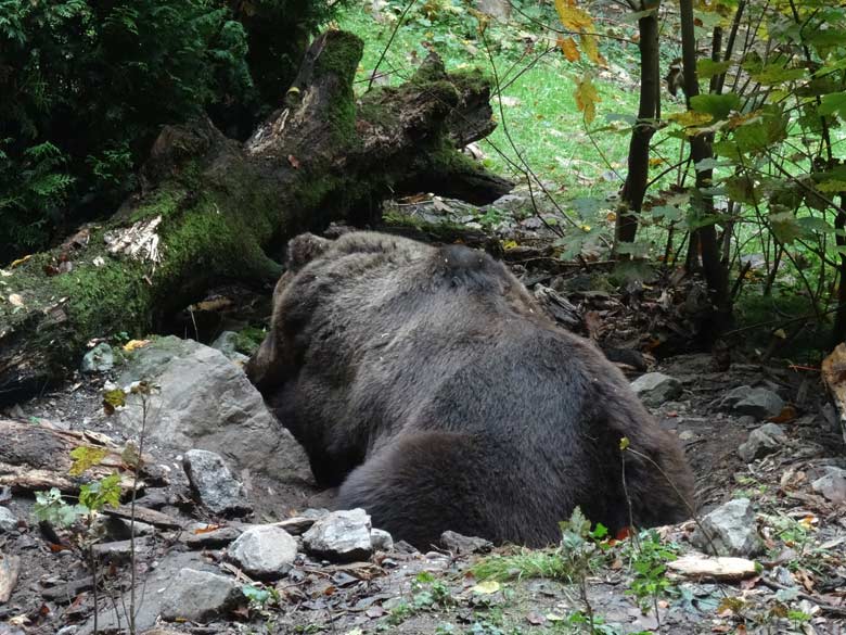 Braunbärin BRENDA am 21. Oktober 2016 auf der Außenanlage im Zoologischen Garten der Stadt Wuppertal