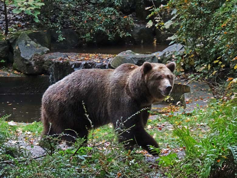 Braunbärin SIDDY am 22. Oktober 2016 auf der Außenanlage im Zoo Wuppertal