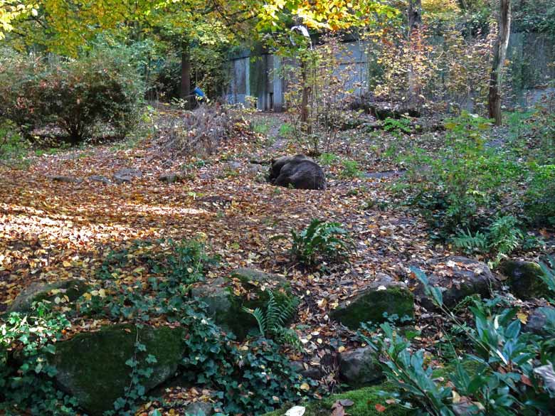 Braunbärin SIDDY am 30. Oktober 2016 auf der Außenanlage im Wuppertaler Zoo