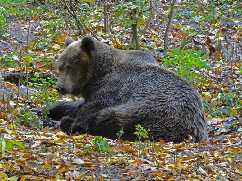 Braunbärin SIDDY am 30. Oktober 2016 auf der Außenanlage im Grünen Zoo Wuppertal