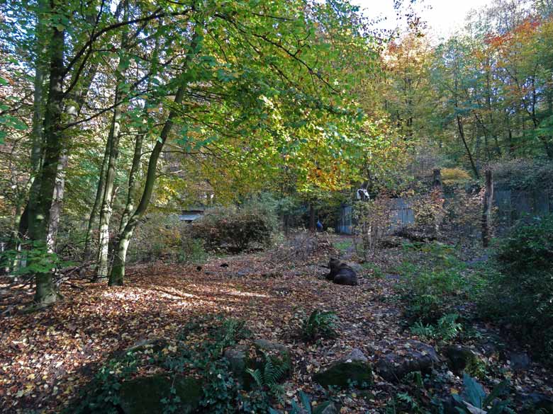 Braunbärin SIDDY am 30. Oktober 2016 auf der Außenanlage im Zoologischen Garten der Stadt Wuppertal