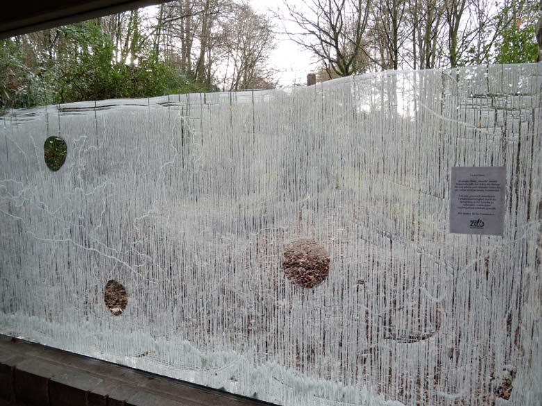 Gucklöcher an der weiß gekalkten Panoramascheibe am 26. November 2016 an der Braunbärenanlage im Zoo Wuppertal