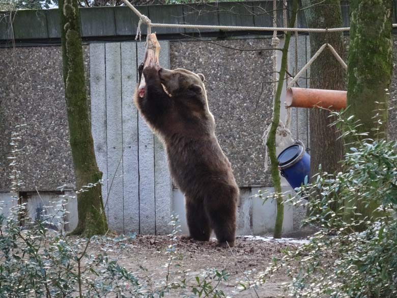 Braunbärin SIDDY am 28. Januar 2017 im Zoologischen Garten der Stadt Wuppertal