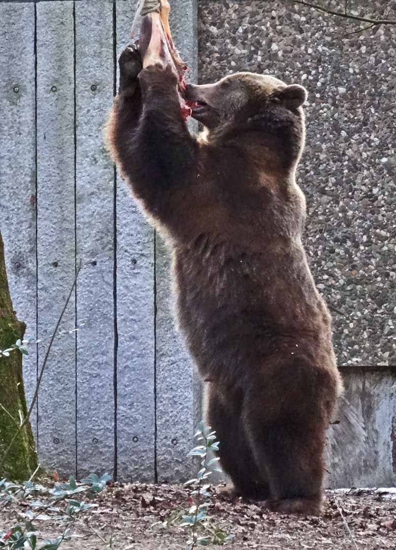 Braunbärin SIDDY am 28. Januar 2017 im Zoologischen Garten der Stadt Wuppertal