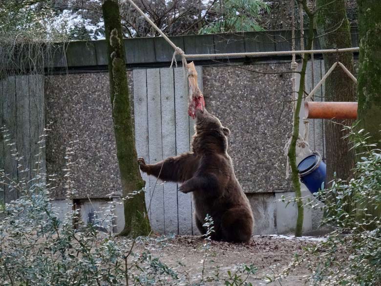 Braunbärin SIDDY am 28. Januar 2017 im Grünen Zoo Wuppertal