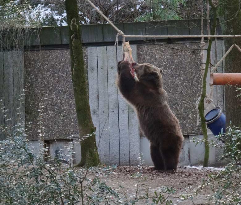 Braunbärin SIDDY am 28. Januar 2017 im Zoo Wuppertal