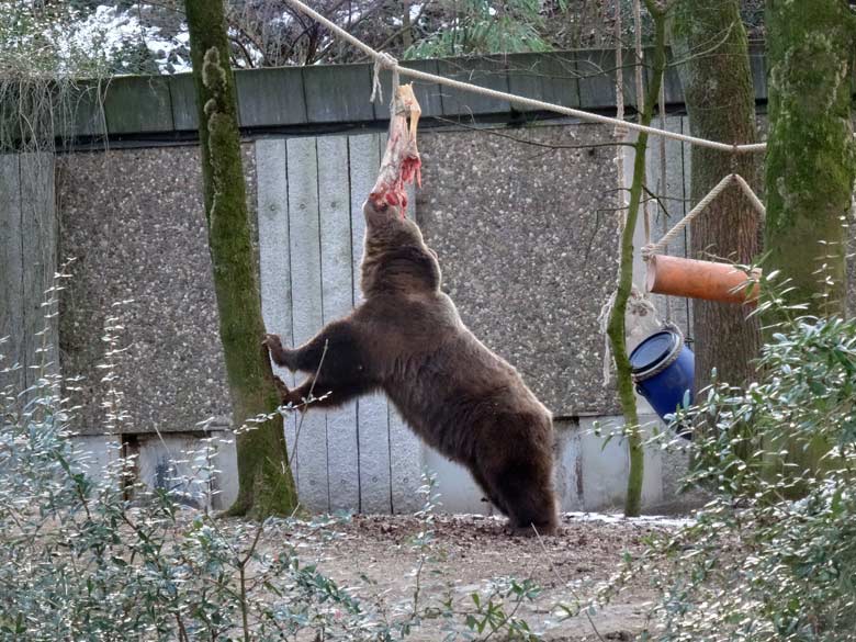 Braunbärin SIDDY am 28. Januar 2017 im Grünen Zoo Wuppertal