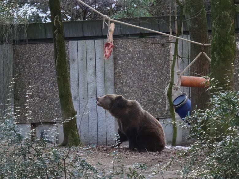 Braunbärin SIDDY am 28. Januar 2017 im Zoo Wuppertal