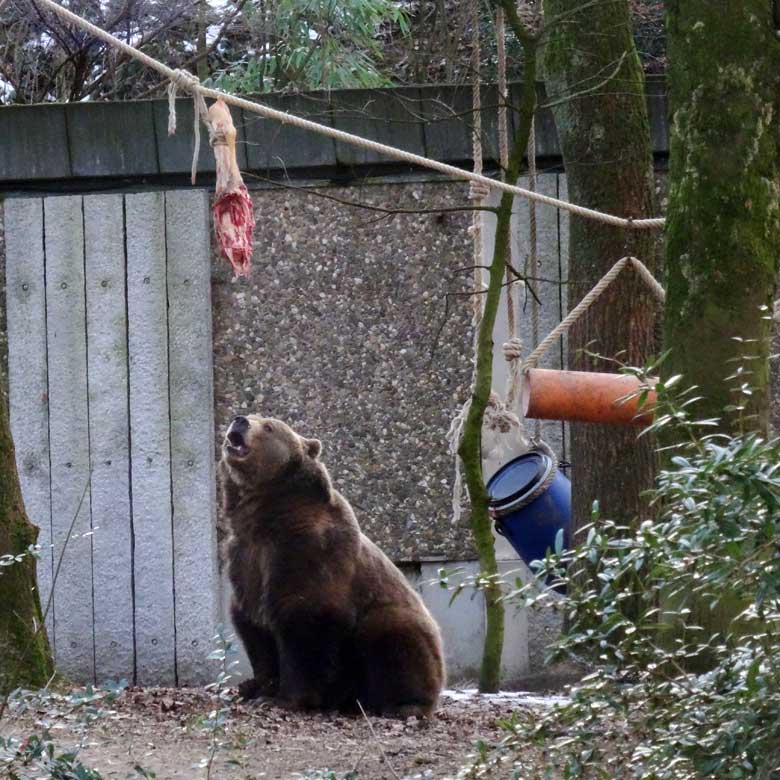 Braunbärin SIDDY am 28. Januar 2017 im Zoologischen Garten der Stadt Wuppertal