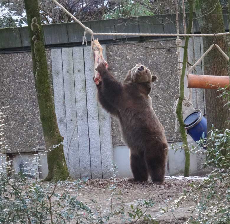 Braunbärin SIDDY am 28. Januar 2017 im Zoo Wuppertal