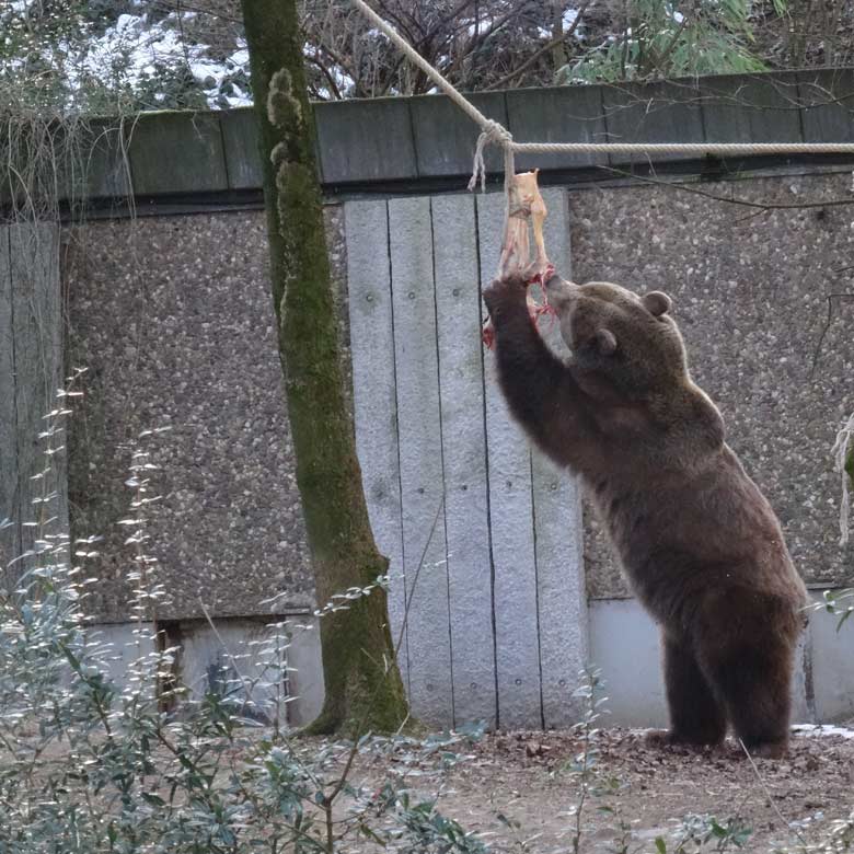 Braunbärin SIDDY am 28. Januar 2017 im Zoologischen Garten der Stadt Wuppertal