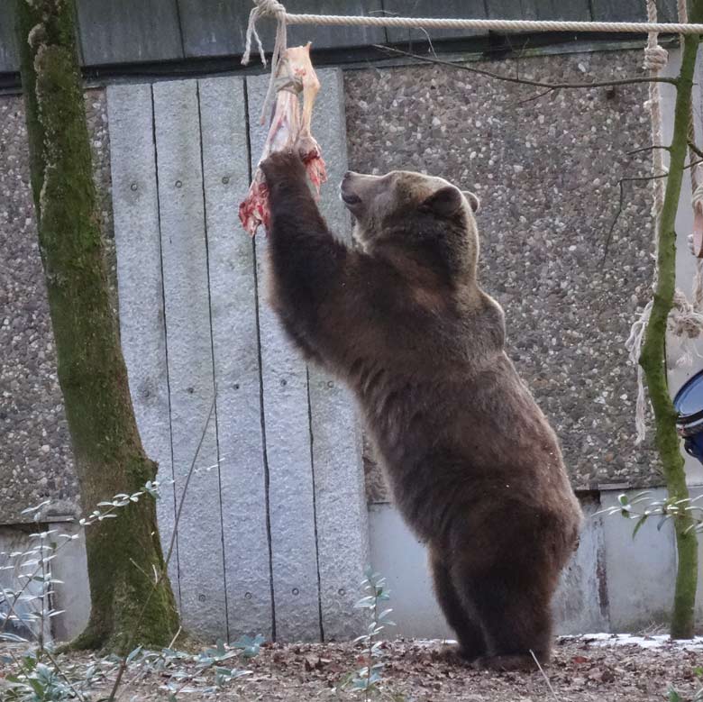 Braunbärin SIDDY am 28. Januar 2017 im Wuppertaler Zoo