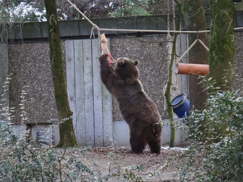 Braunbärin SIDDY am 28. Januar 2017 im Grünen Zoo Wuppertal