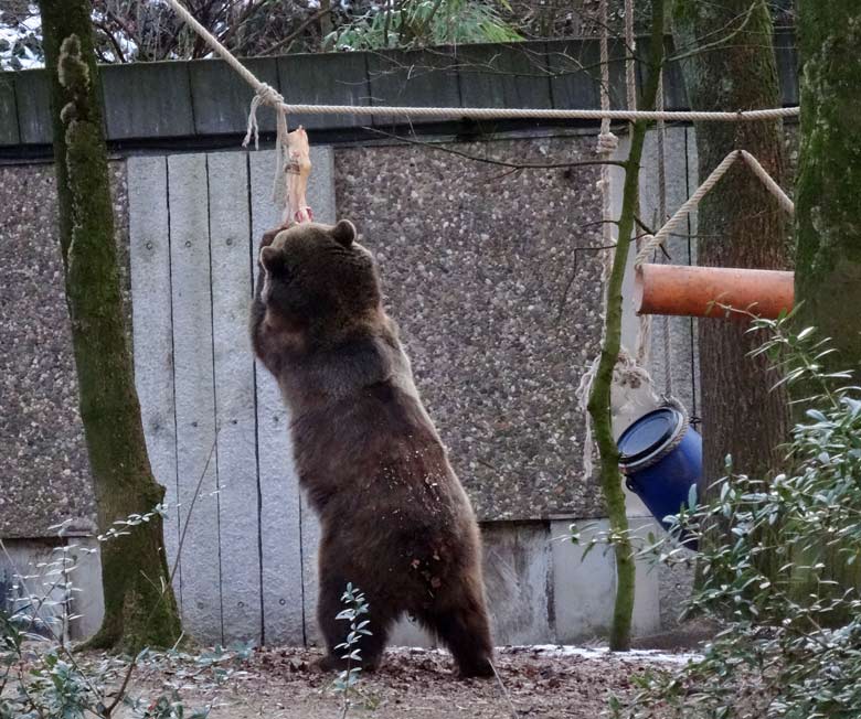 Braunbärin SIDDY am 28. Januar 2017 im Zoo Wuppertal