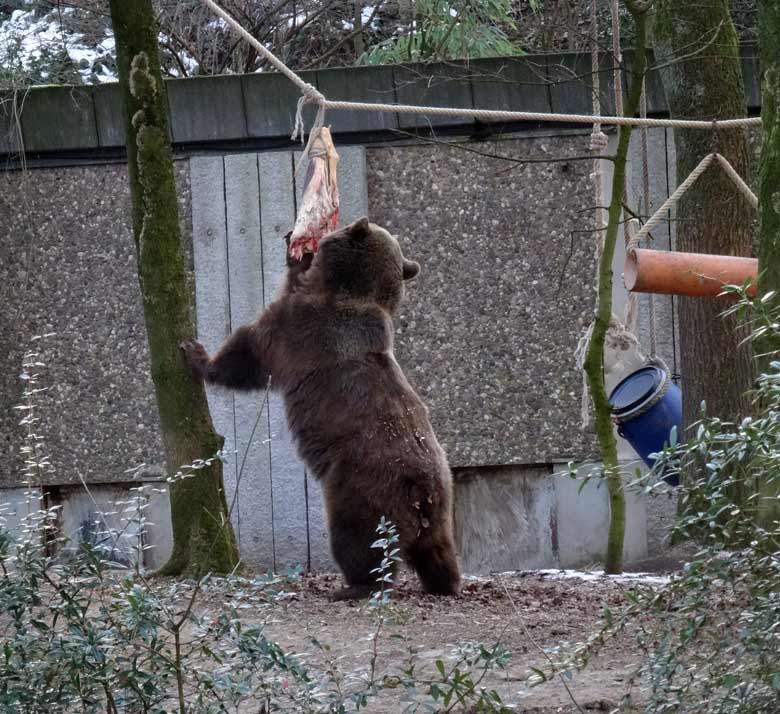 Braunbärin SIDDY am 28. Januar 2017 im Grünen Zoo Wuppertal