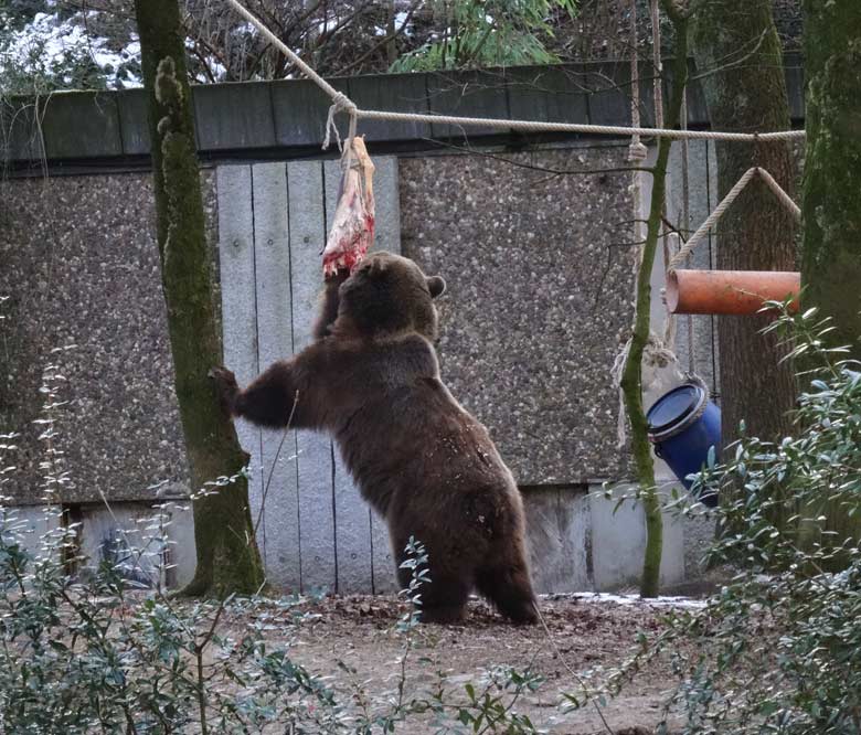 Braunbärin SIDDY am 28. Januar 2017 im Zoo Wuppertal