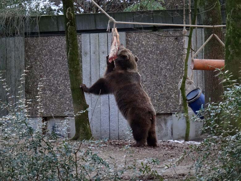 Braunbärin SIDDY am 28. Januar 2017 im Zoologischen Garten der Stadt Wuppertal