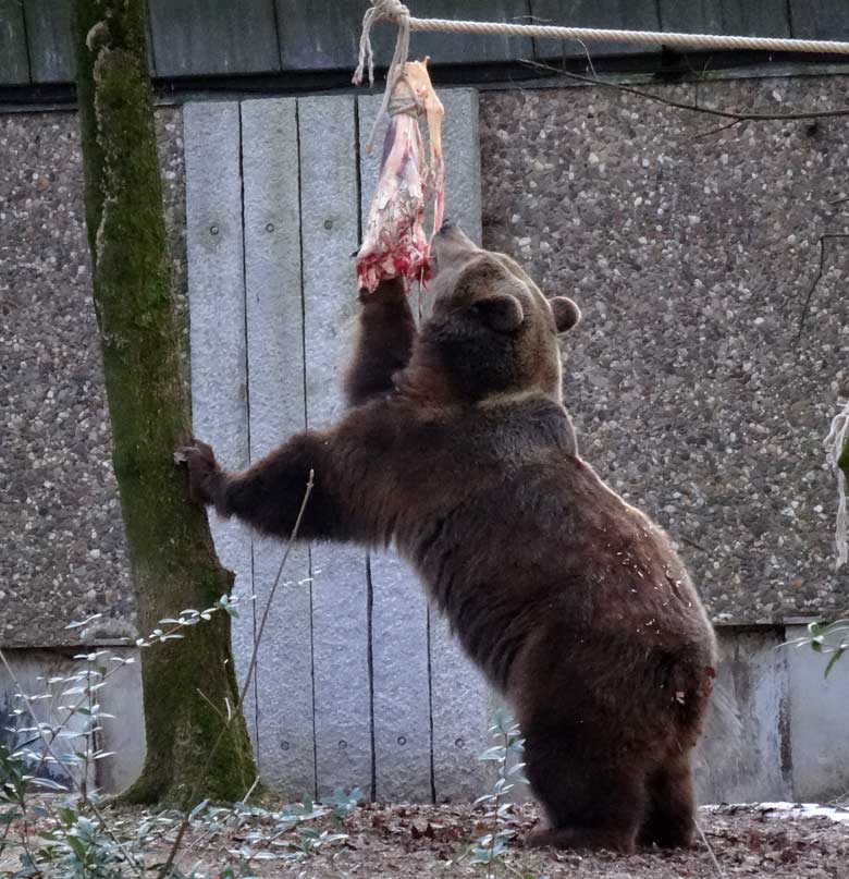 Braunbärin SIDDY am 28. Januar 2017 im Wuppertaler Zoo