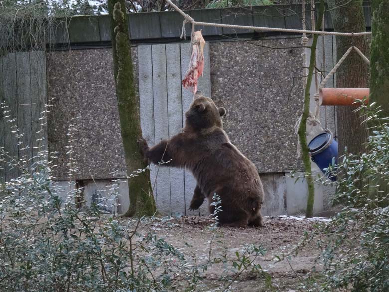 Braunbärin SIDDY am 28. Januar 2017 im Grünen Zoo Wuppertal