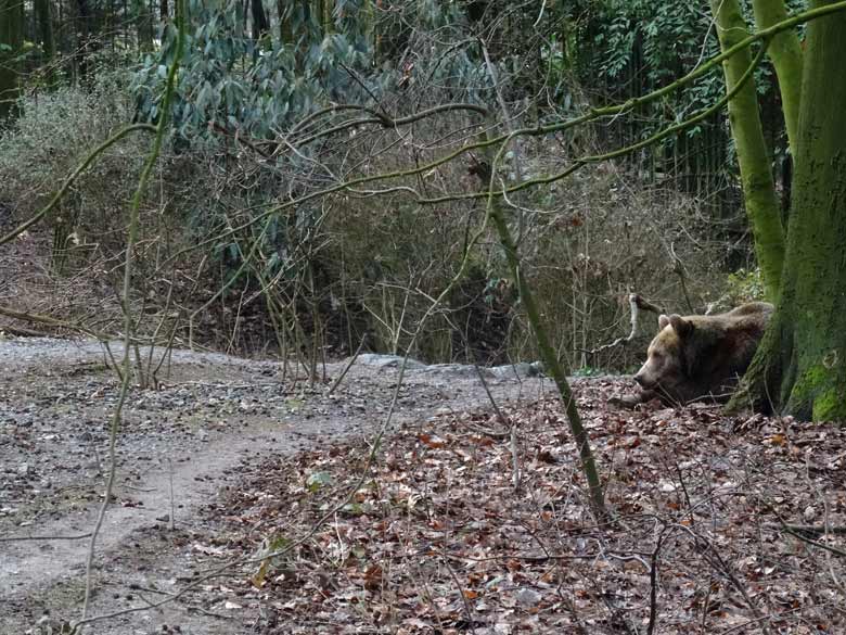 Ruhende Braunbärin SIDDY am 2. Februar 2017 auf der Braunbärenanlage im Wuppertaler Zoo