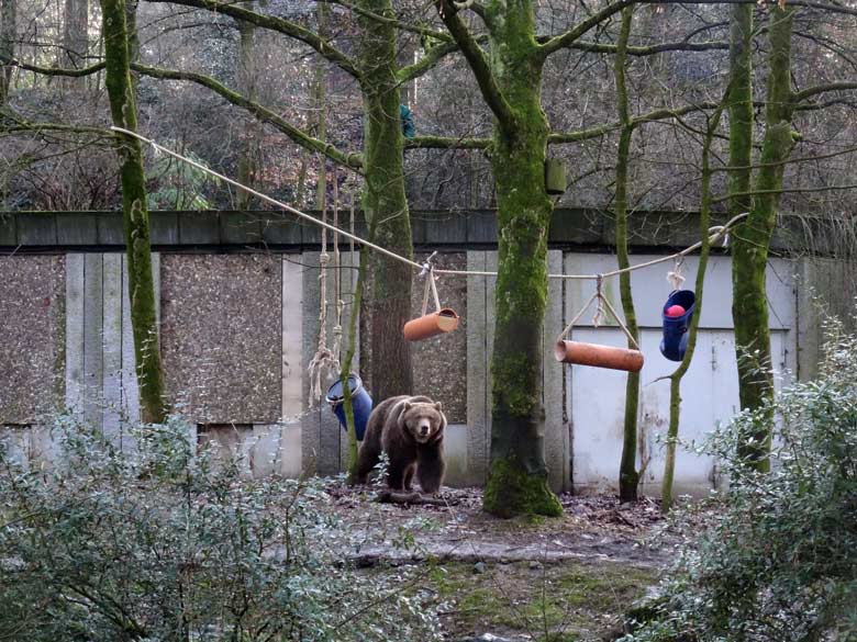 Braunbärin SIDDY am 2. Februar 2017 auf der Braunbärenanlage im Grünen Zoo Wuppertal