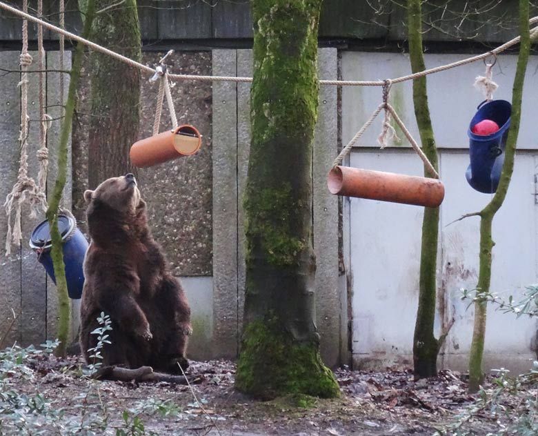 Braunbärin SIDDY am 2. Februar 2017 auf der Braunbärenanlage im Zoologischen Garten der Stadt Wuppertal