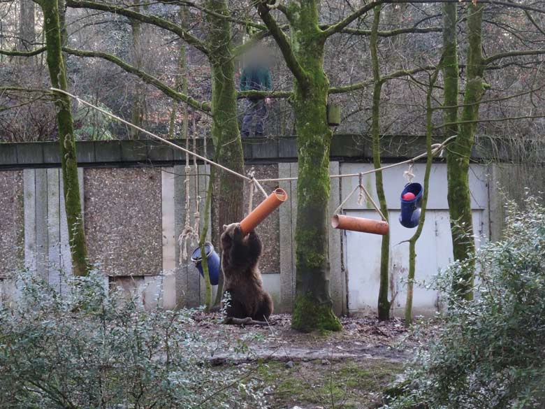 Braunbärin SIDDY am 2. Februar 2017 auf der Braunbärenanlage im Wuppertaler Zoo