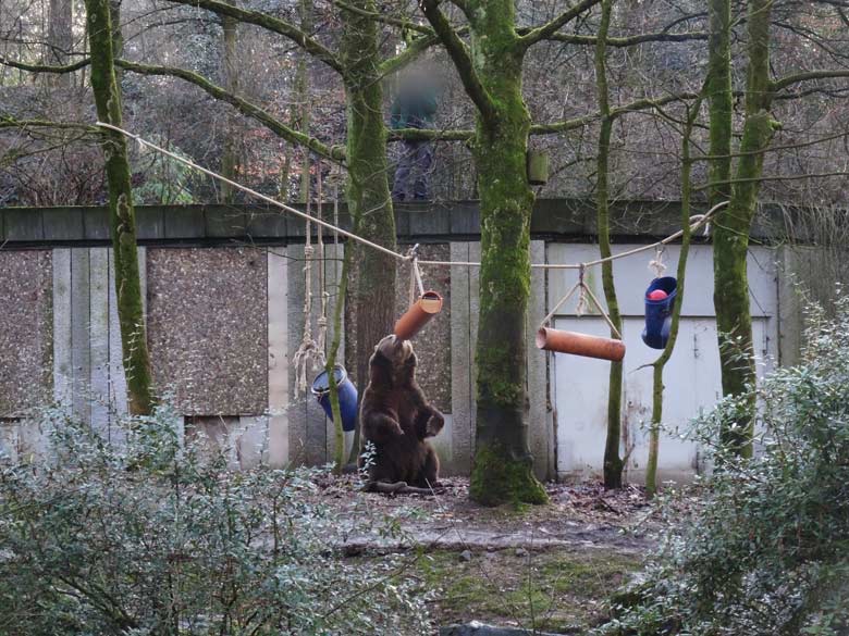 Braunbärin SIDDY am 2. Februar 2017 auf der Braunbärenanlage im Zoo Wuppertal