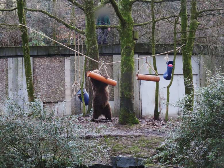 Braunbärin SIDDY am 2. Februar 2017 auf der Braunbärenanlage im Zoo Wuppertal