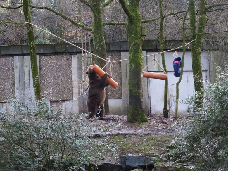 Braunbärin SIDDY am 2. Februar 2017 auf der Braunbärenanlage im Wuppertaler Zoo