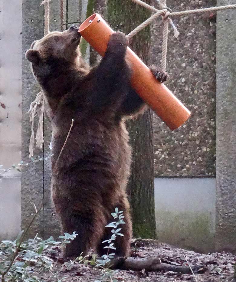 Braunbärin SIDDY am 2. Februar 2017 auf der Braunbärenanlage im Zoologischen Garten der Stadt Wuppertal