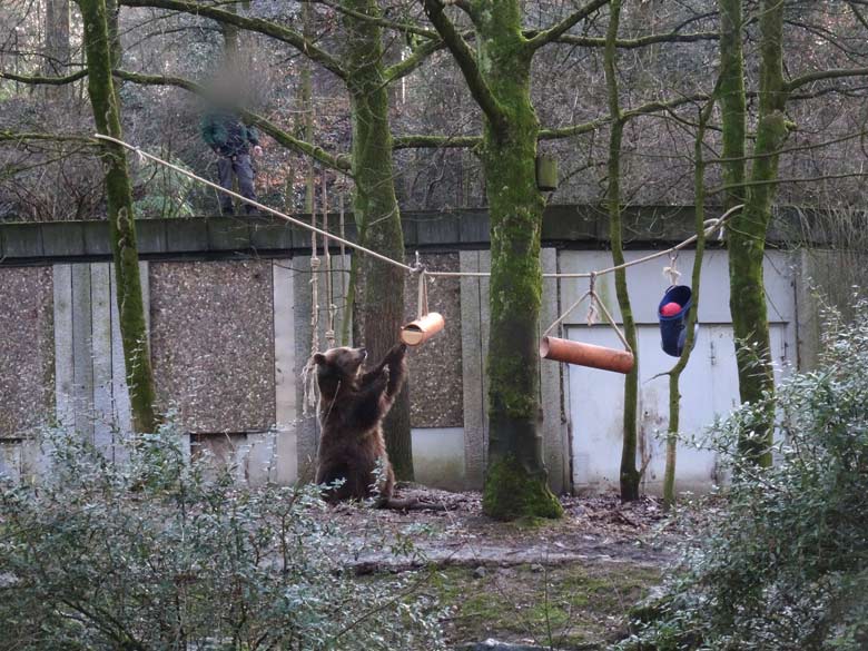 Braunbärin SIDDY am 2. Februar 2017 auf der Braunbärenanlage im Zoologischen Garten der Stadt Wuppertal