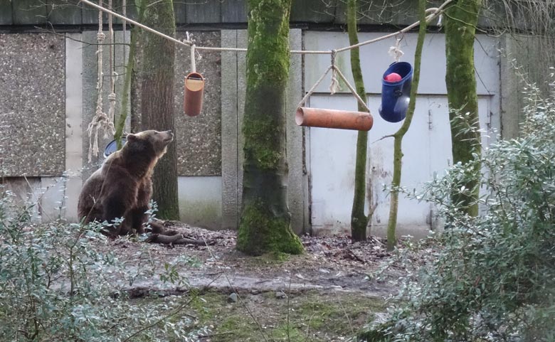 Braunbärin SIDDY am 2. Februar 2017 auf der Braunbärenanlage im Zoo Wuppertal