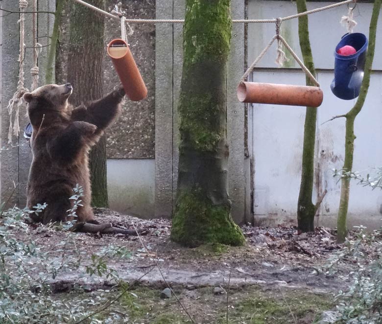 Braunbärin SIDDY am 2. Februar 2017 auf der Braunbärenanlage im Wuppertaler Zoo