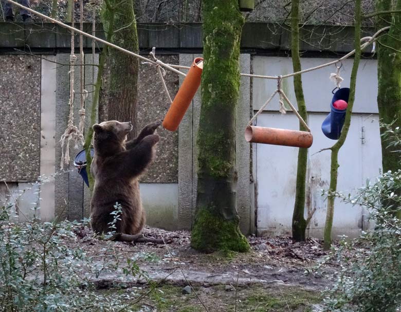 Braunbärin SIDDY am 2. Februar 2017 auf der Braunbärenanlage im Wuppertaler Zoo