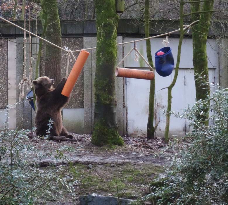 Braunbärin SIDDY am 2. Februar 2017 auf der Braunbärenanlage im Wuppertaler Zoo