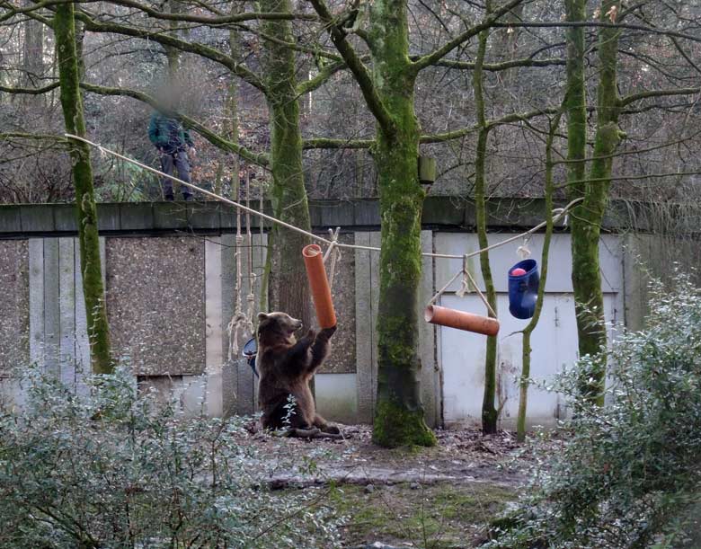 Braunbärin SIDDY am 2. Februar 2017 auf der Braunbärenanlage im Grünen Zoo Wuppertal