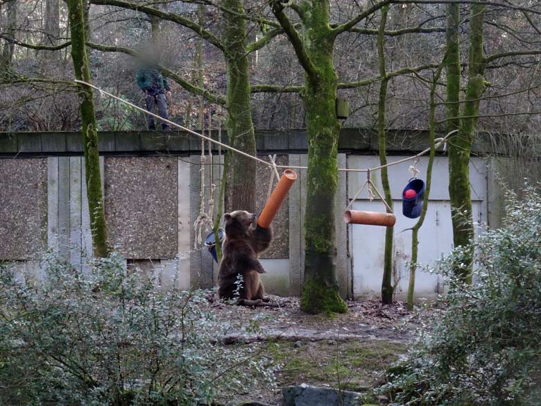 Braunbärin SIDDY am 2. Februar 2017 auf der Braunbärenanlage im Zoo Wuppertal