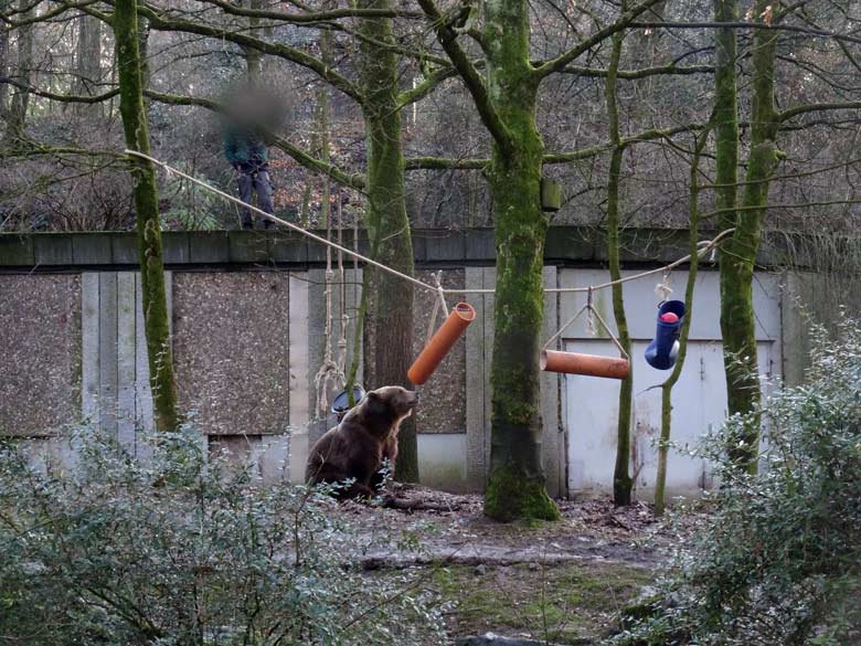 Braunbärin SIDDY am 2. Februar 2017 auf der Braunbärenanlage im Wuppertaler Zoo