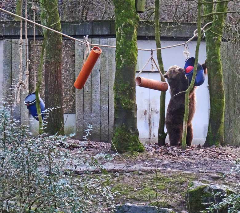 Braunbärin SIDDY am 2. Februar 2017 auf der Braunbärenanlage im Zoologischen Garten Wuppertal