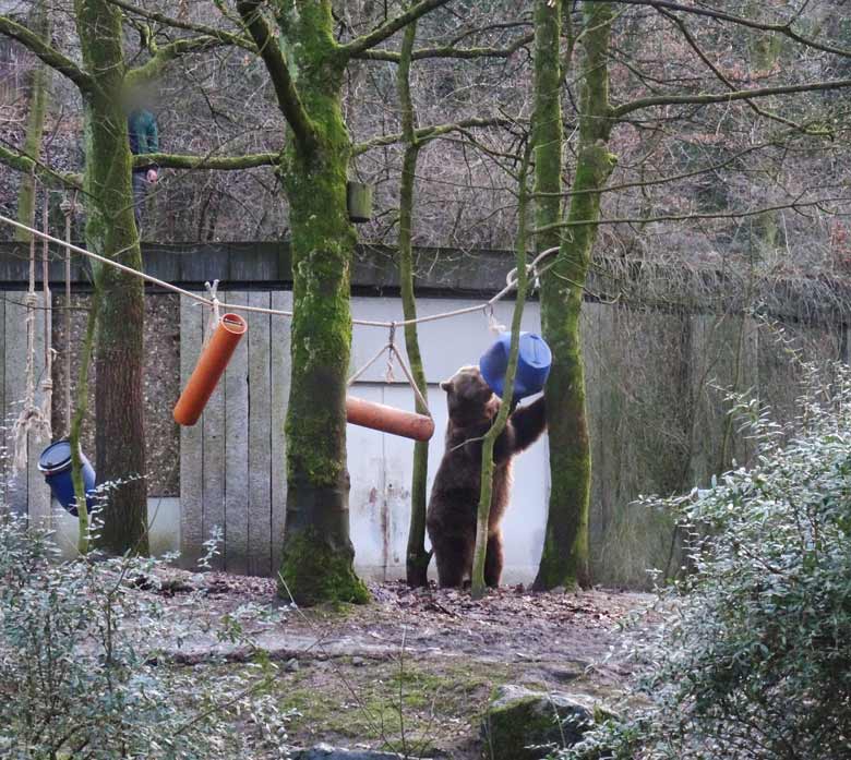 Braunbärin SIDDY am 2. Februar 2017 auf der Braunbärenanlage im Zoologischen Garten der Stadt Wuppertal