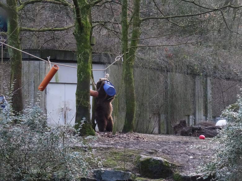 Braunbärin SIDDY am 2. Februar 2017 auf der Braunbärenanlage im Zoo Wuppertal