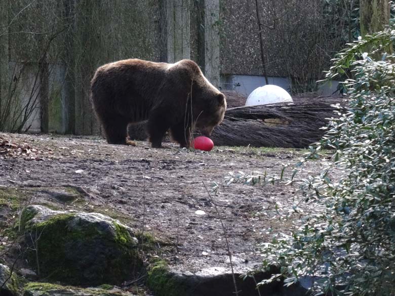 Braunbärin SIDDY am 2. Februar 2017 auf der Braunbärenanlage im Wuppertaler Zoo